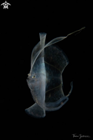 A Flounder 