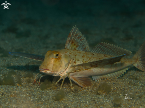 A Trigloporus lastoviza | Streaked Gurnard