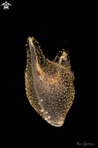 A Comb jelly