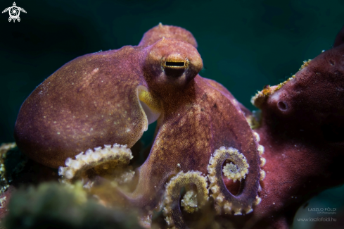 A Blue-ringed octopus  | Blue-ringed octopus 