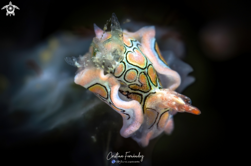 A Sagaminopteron psychedelicum | Nudibranch