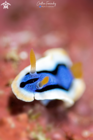 A Chromodoris annae | Nudibranch