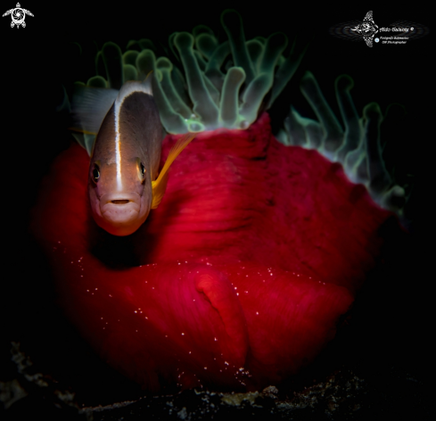 A Amphiprion akallopisos (Bleeker, 1853)  | Skunk Clownfish