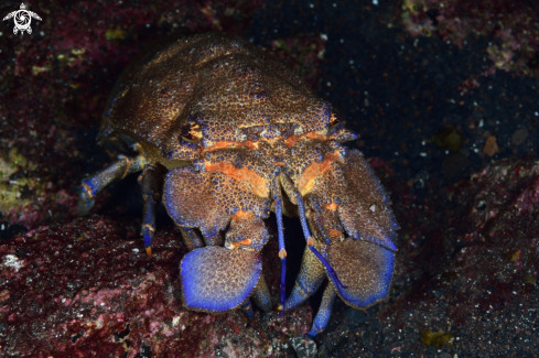 A Scyllarides latus | Langosta Canaria