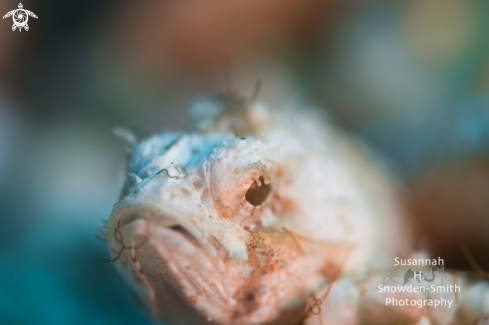A Mushroom scorpionfish (juvenile)