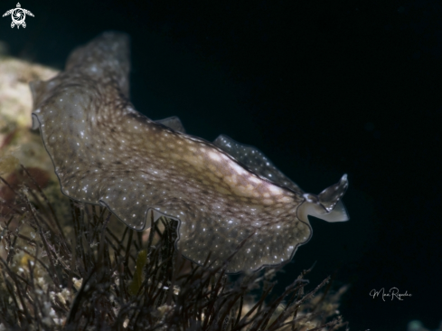 A Phrikoceros mopsus | Reticulated Flatworm