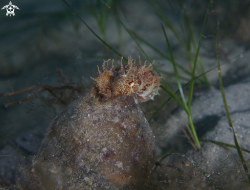 Scubashooters | Underwater Photography