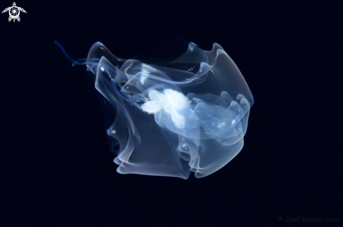 A Pelagic Tunicate