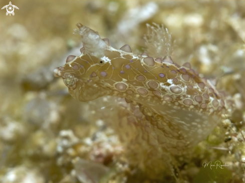 A Petalifera ramosa | Baba’s Seahare