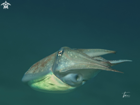 A Cuttlefish