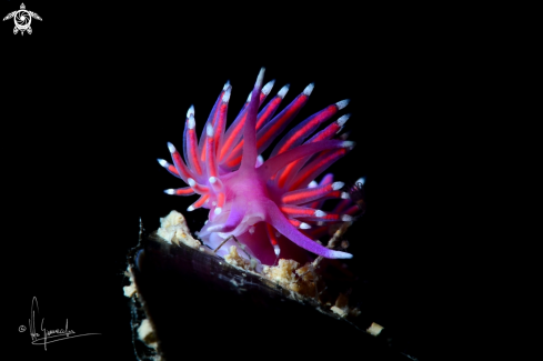 A Edmundsella pedata | Flabellina pedata