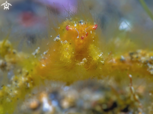 A Oncinopus sp. | Orangutang Crab