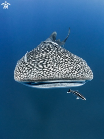 A Whale Shark