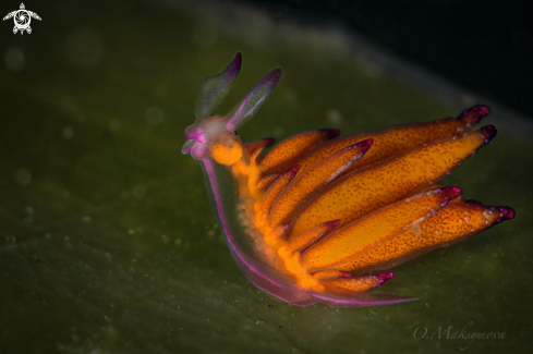 A Tiny nudibranch Hermaea sp. 