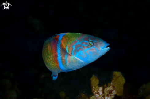 A Thalassoma pavo | Pejeverde