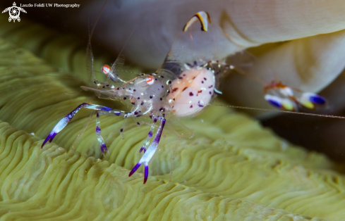 A Cleaner shrimp 