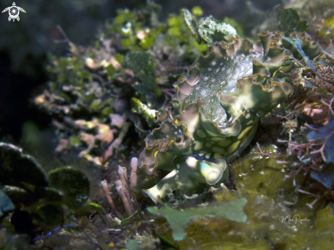 A Lettuce Sea Slug