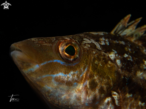 A Green wrasse