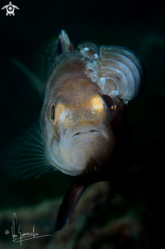 A Serranus epathus | Tordo sacchetto