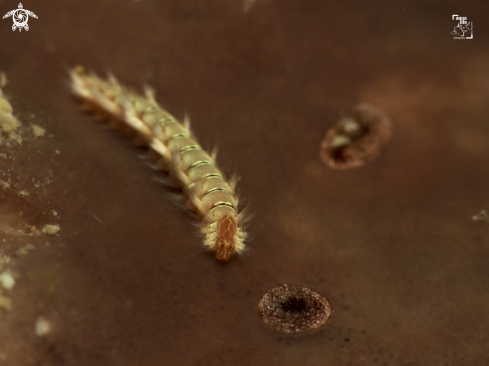A Juvenile Bearded Fireworm