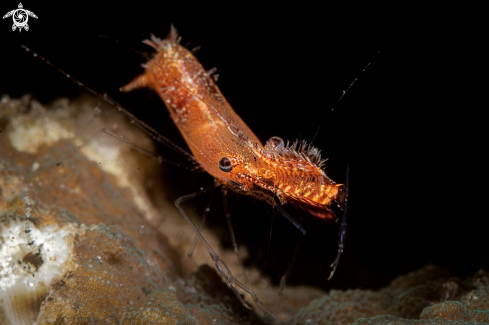 A Leander plumosus | Donal Duck Shrimp