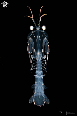 A Mantis shrimp larva 