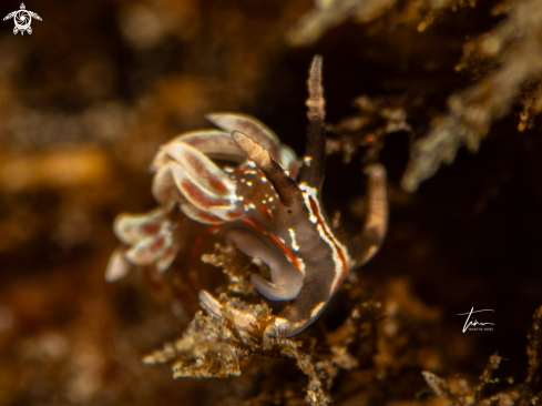 A Facelina rubrovittata