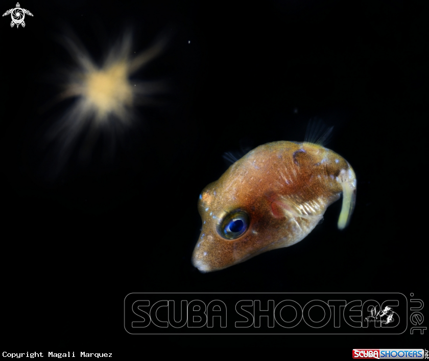 A Sharpnose Pufferfish 