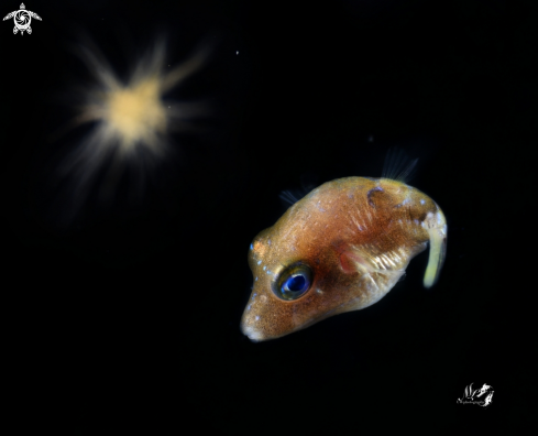 A Sharpnose Pufferfish 