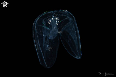 A Winged comb jelly 