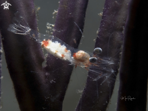 A Periclimenes spp. | Iridescent Shrimp