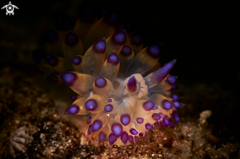 A NUDIBRANCH