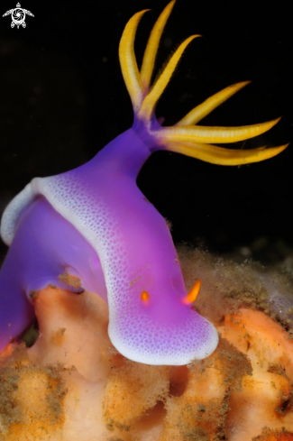 A Hypselodoris apolegma | Nudibranch