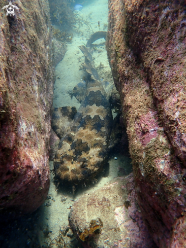 A Orectolobus ornatus | Banded wobbegong