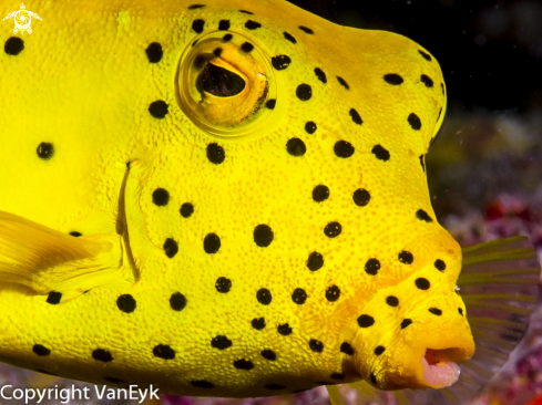 A Ostracion cubicus | Yellow Boxfish
