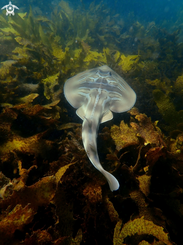 A Fiddler ray