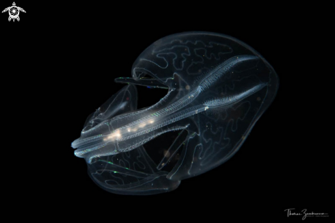 A Winged comb jelly 