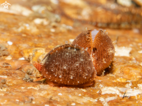 A Northern Cowrie