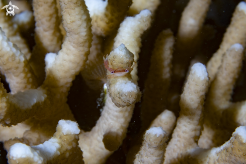 A Korallenkrabbe