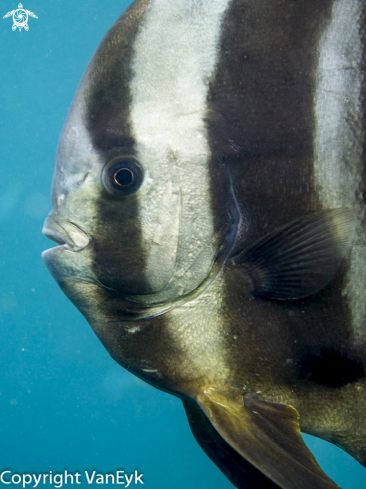 A Orbicular batfish