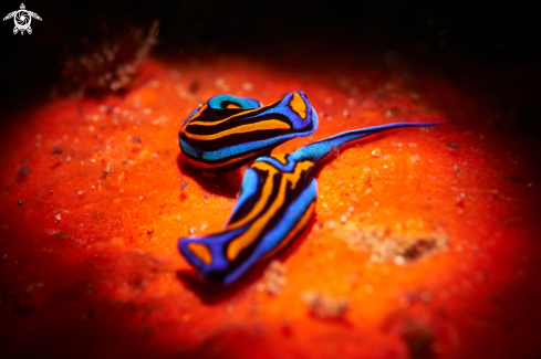 A  Chelidonura hirundinina | NUDIBRANCH