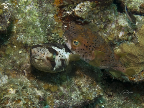 A Diodon holocanthus | Balloonfish