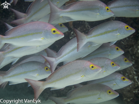 A Paddle-Tail Snapper 