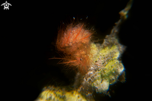 A Phycocaris simulans | Hairy shrimp