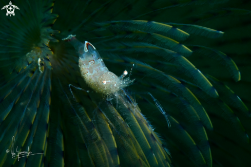 A Gambero fantasma su Spirografo