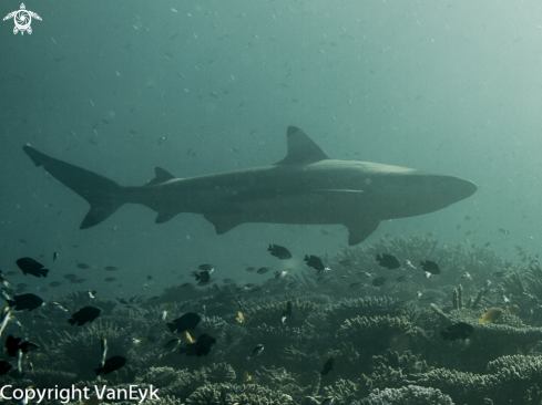 A Carcharhinus melanopterus | Black tipped reef shark