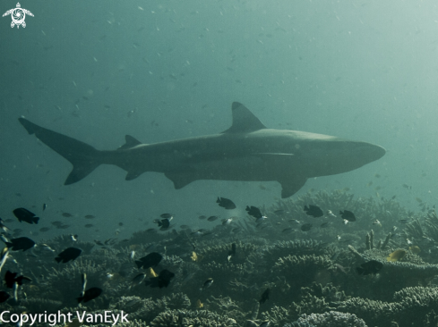 A Black tipped reef shark