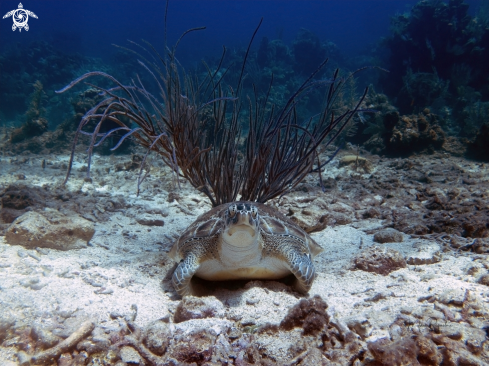 A Green Sea Turtle