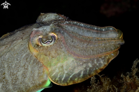 A Sepia officinalis | Cuttlefish