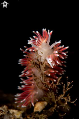 A Caronella pellucida  | Caronella pellucida 